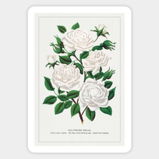 White rose, Baltimore Belle lithograph (1900) Sticker